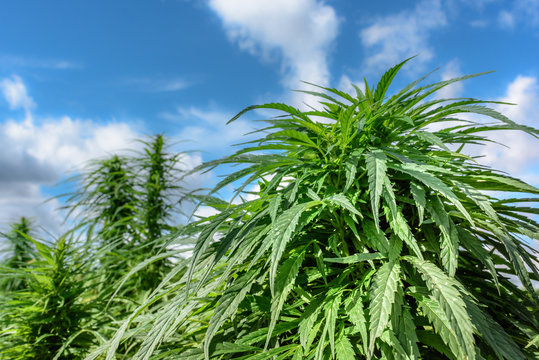Marijuana is grown