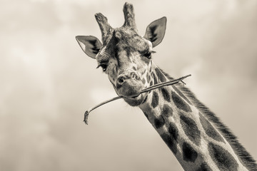 giraffe with a stick