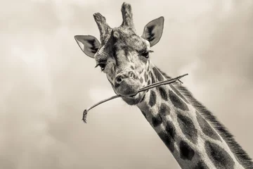 Papier Peint photo Lavable Girafe girafe avec un bâton
