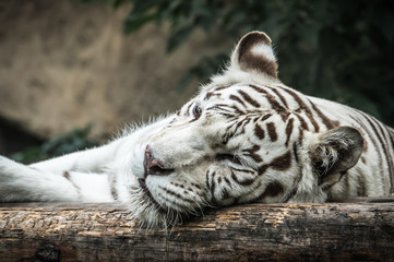 White tiger lying on the wooden log