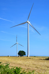 Fototapeta premium Wind power poles in the wheat country of Piansano (Viterbo, Italy), beside the Bolsena lake
