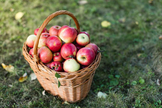 A basket full of shiny red mature apples in a garden