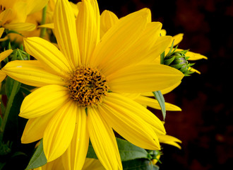 Rudbeckia bright yellow flower on dark background