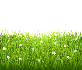 Green isolated grass with flowers on white background