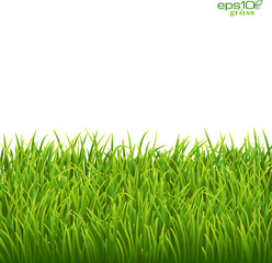 Obraz premium Green isolated grass on white background