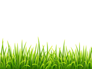 Green isolated grass on white background