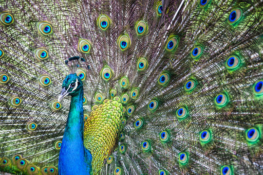 Peacock showing its tail