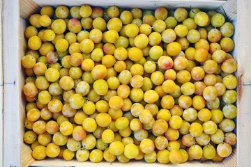 Yellow mirabelle plums at a French farmers market