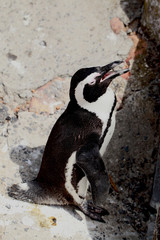 animals - portrait of an african penquin in South Africa on a city pavement