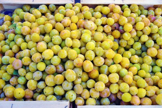 Yellow mirabelle plums at a French farmers market