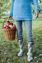 Fototapeta premium Close up of a woman waist down carrying a basket full of apples