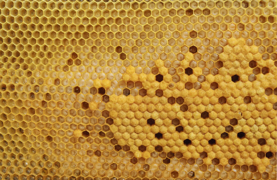 Brood Cells Of The Honey Bee