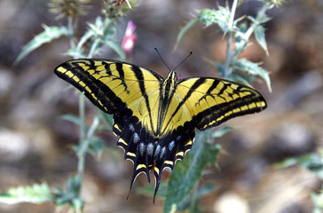 Two Tailed Swallowtail Butterfly