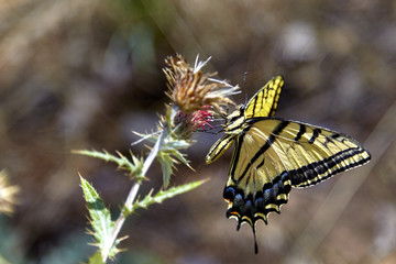 Two Tailed Swallowtail Butterfly