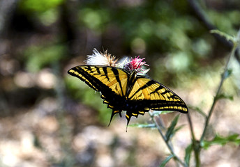 Two Tailed Swallowtail Butterfly