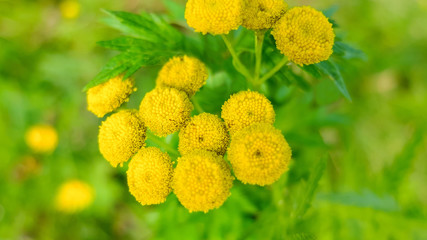 Field of wild yellow flowers, nature background meadows and forests. Flowers of the forest the mysterious and fluffy.