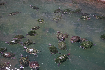 Pond in Jade Emperor Pagoda - Chua Ngoc Hoang. Ho Chi Minh. Vietnam