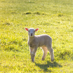 Spring Lamb Standing in Sunny Field Looking at Camera - Copy Space