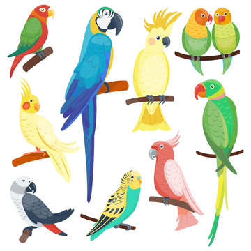 Cartoon parrots set and parrots wild animal birds. Tropical parrots feather zoo birds, tropical fauna macaw flying ara. Various cartoon exotic birds set with parrots vector illustration.