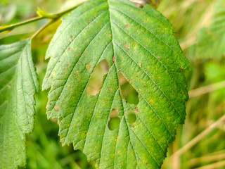 Forest insect pests of trees. Foliage damaged and eaten up by caterpillars.Insects larvae have a leaky greens.
