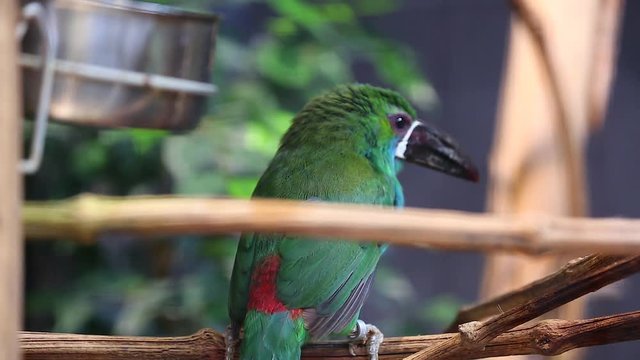 Crimson-Rumped Toucanet Perched on a Branch