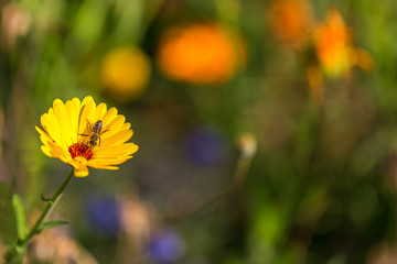 Bee collecting pollen. Conceptual image of a hard working individual