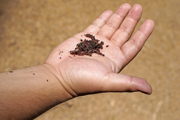 earthworms in man hand