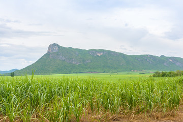 Fototapeta premium Mountain view and agriculture farm in Thailand