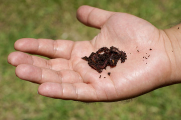 earthworms in man hand
