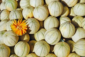 Cantaloupe melons for sale at a French farmers market