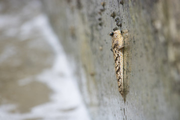 Fish Sunbathing High on Wall