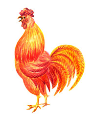 Fiery rooster - a symbol of new 2017 on the Chinese horoscope. Watercolor  painting.