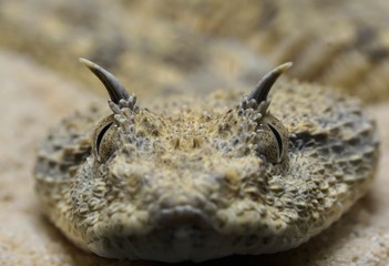 horned viper