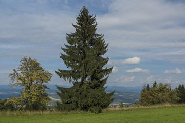 Fototapeta na wymiar Trees and meadow on Kozakov hill