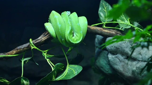 Scene pans over to reveal a Morelia viridis green tree python coiled up on a branch in his rainforest habitat.