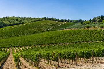 Fototapeta na wymiar A vineyard in Tuscany, Italy