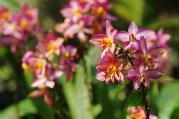 Beautiful little orchid with soft background