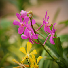 Beautiful orchid flowers with soft focus and blur background