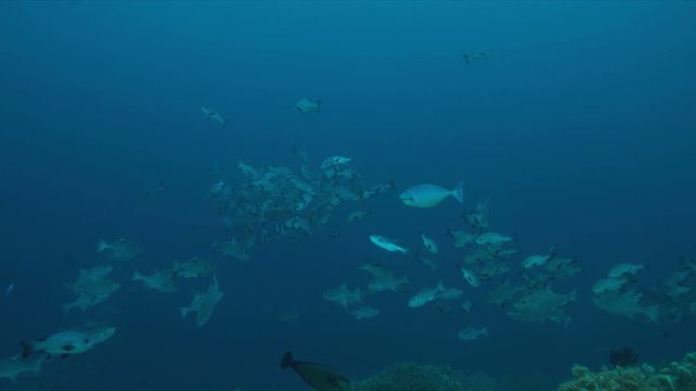 School of Black Snapper on Tubbataha Reef in Philippines. 4k footage