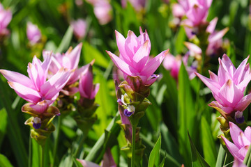 siam tulip with blur background