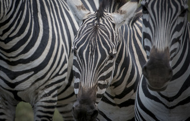 Fototapeta na wymiar Zebra Abstract