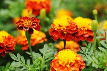 marigolds flowers