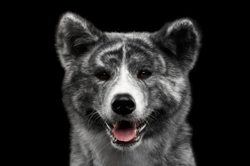 Closeup portrait of Akita inu Dog Smiling on Isolated Black Background