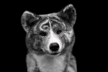 Closeup portrait of Curious face Akita inu Dog on Isolated Black Background