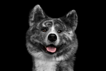 Closeup portrait of Curious face Akita inu Dog Smiling on Isolated Black Background