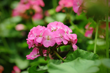 Geranium flowers planted in the backyard