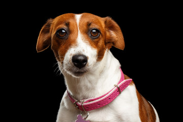 Closeup portrait of Cute face Jack Russell Dog on Isolated Black Background