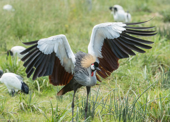 Crowned Crane Courting