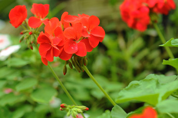 Geranium flowers planted in the backyard