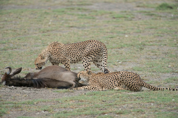 Cheetahs Eating Wildebeest